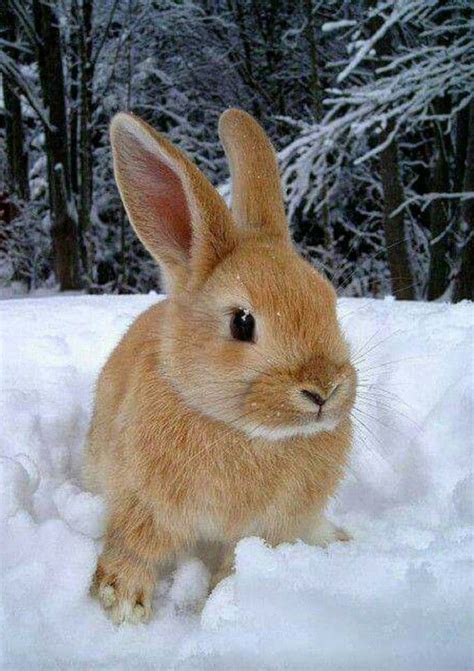 Cold Rabbit Snow Cute Baby Animals Cute Animal Pictures Animals