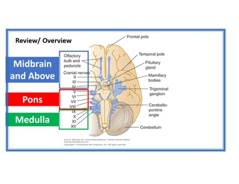 cranial nerves 1 flashcards quizlet