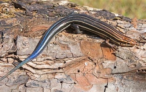 Southeastern 5 Lined Skink Stock Image F0319361 Science Photo
