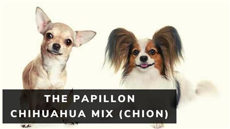 Papillon Chihuahua Mix Short Hair Papillon Dog Chion Dog Breed Health