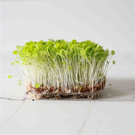 Lettuce Crisp Microgreens Seeds