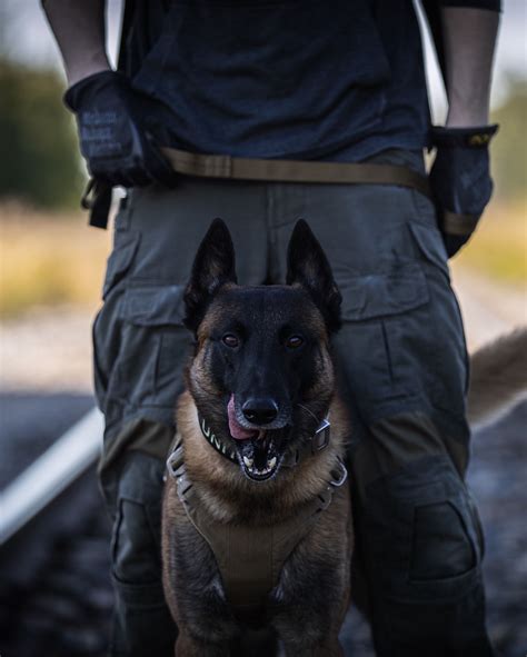 K9 Argo Looking Fierce Belgian Malinois Dog Military Working Dogs