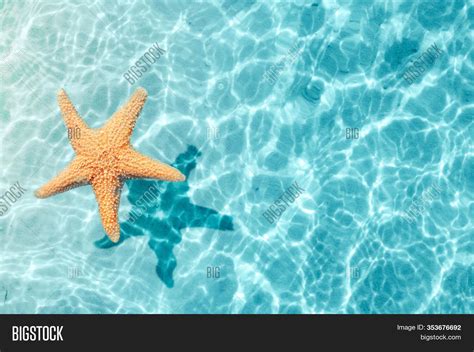 Starfish On Summer Image And Photo Free Trial Bigstock