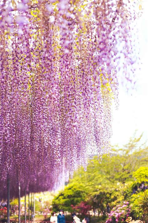 Đẹp Nên Thơ Vườn Hoa Tử đằng ở Công Viên Ashikaga Nhật Bản