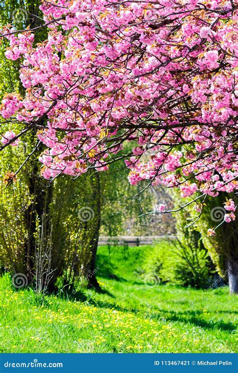 Branches With Cherry Blossom Over The Grassy Lawn Stock Image Image