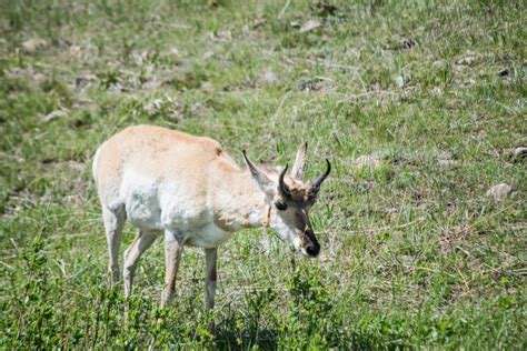 Young Pronghorn Antelope Grazing In A Meadow Stock Photo Image Of