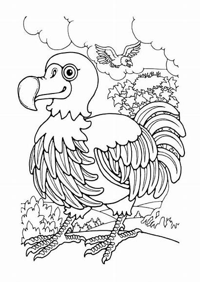Dodo Bird Mauritius Coloring Pages Endemic Drawings