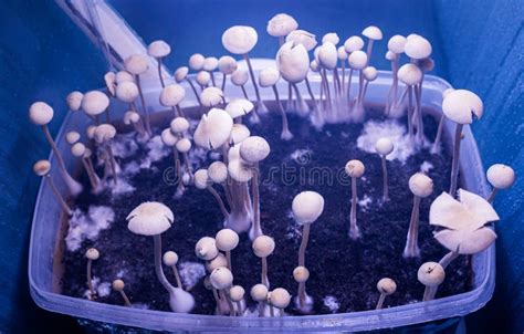 Cultivation Of Hallucinogenic Mushrooms Stock Photo Image Of Psilocin
