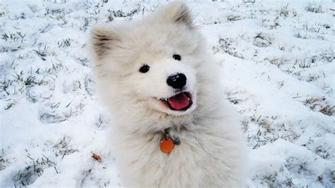 9 Versions Of The Samoyed Smile That Are Beyond Adorable American