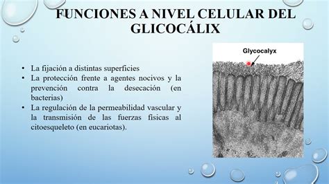 Glucocálix O Glicocálix Youtube