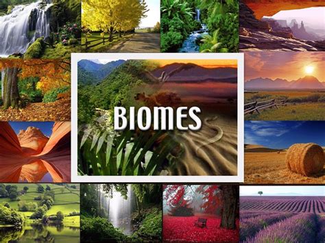 🌏 Biomes The A Level Biologist Your Hub 🌱
