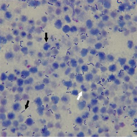 Cytological Examination Of The Cyst Fluid From Dog No1 Large Numbers