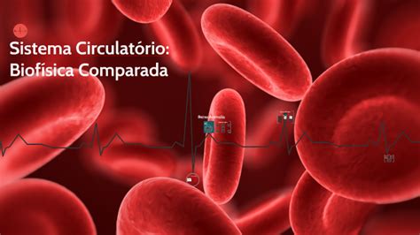 Sistema Circulatório Biofísica Comparada By Carol Houly On Prezi