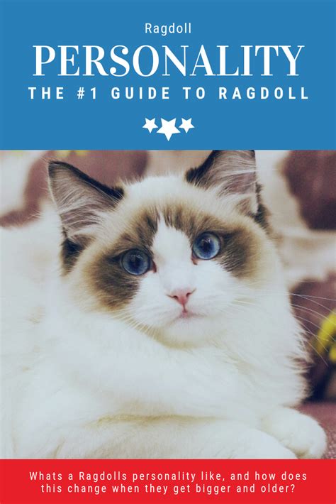 Ragdoll Personality Traits Ragdoll Ragdoll Cat Ragdoll Kitten