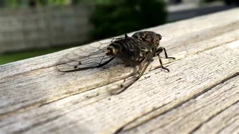 They are in the suborder auchenorrhyncha. Cicada sound and video close up in New Zealand - YouTube