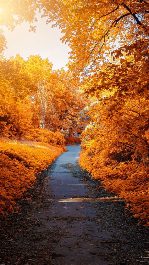 Autumn Path Park Wallpaper 1080x1920