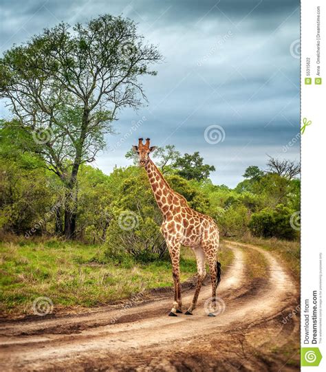 South African Wild Giraffe Stock Photo Image Of Grazing