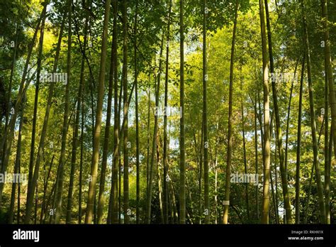Tropical Deciduous Forest Hi Res Stock Photography And Images Alamy
