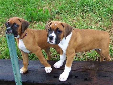 Fawn Boxer Pups Our Fawn Boxer Puppies Lady And Tee Shown Flickr