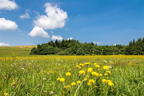 Meadow With Yellow Flowers Forest And Blue Sky Stock Photo Image Of