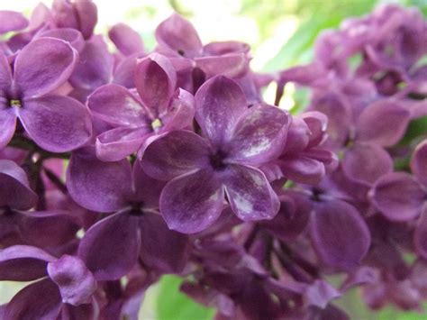 Lucky Lilac Free Stock Photo By Janis Urtans On Stockvault Net