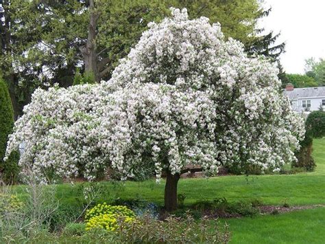 Malus Red Jade