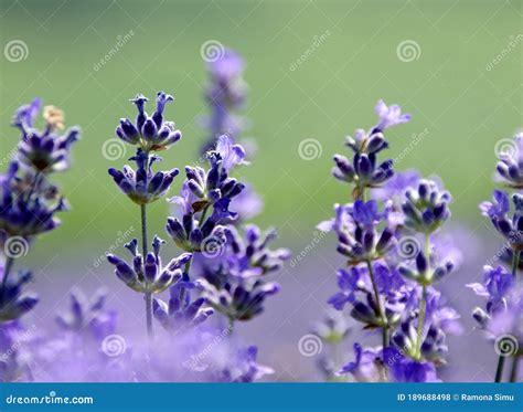 Beautiful And Colorful Lavender Field Stock Photo Image Of Field