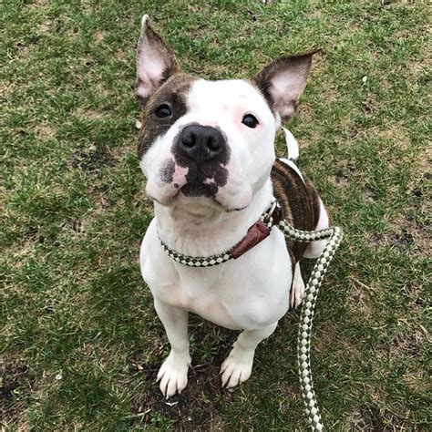 Puppyfinder.com is secure, simple and efficient way to find a puppy, sell a puppy or browse thru thousands of doxle dogs for adoption near in usa area, listed by dog rescue organizations and. Riot Fest Adoptable Puppy Of The Week: Persephone | Riot Fest
