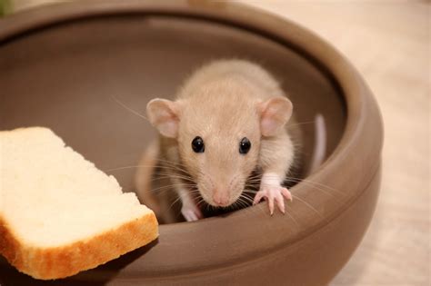 Can Rats Eat Garlic? Here’s What Garlic Does To Rats – Manolopets