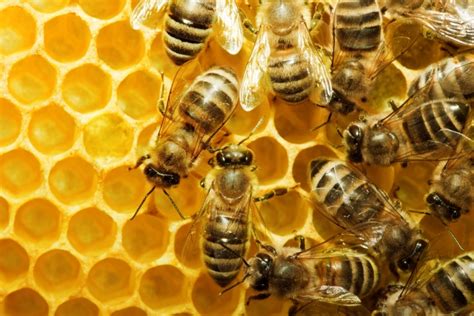 But there is one exception. What Do Bees Do in Winter? | Wonderopolis