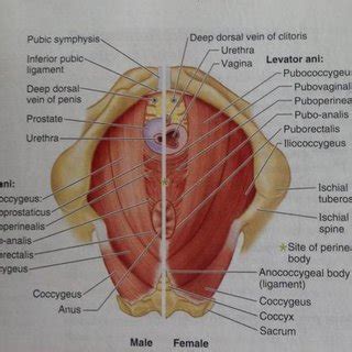 The pelvic floor creates a muscular wall within the bony structure of the pelvis, with hiatuses other muscles of the pelvic floor. Male Pelvis Anatomy Muscles - View Image : The labeled structures are (excluding the correct ...