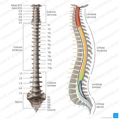 anatomia fisiologia e biomec nica do treinamento da coluna vertebral hot sex picture