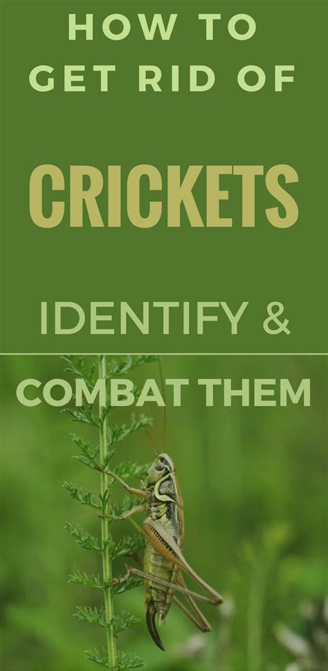 Learn ways to identify and get rid of camel crickets (aka cave crickets, spider crickets, or do camel crickets bite? How to Get Rid Of Crickets - Identify And Combat Them ...