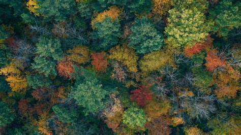 Download Wallpaper 1920x1080 Trees Aerial View Autumn