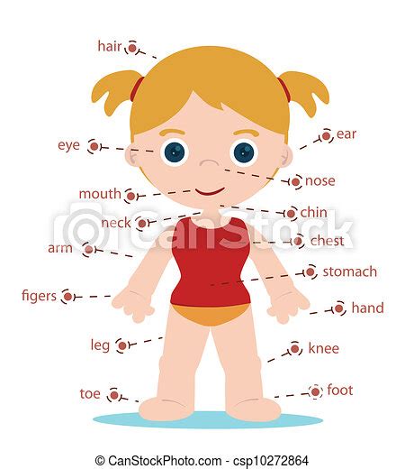 Partes Del Cuerpo Caricatura Imagui