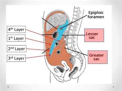 Anatomy Of Peritoneum Youtube