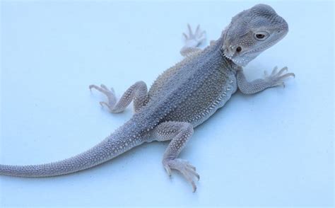 22 Types Of Bearded Dragon Morphs And Colors With Pictures