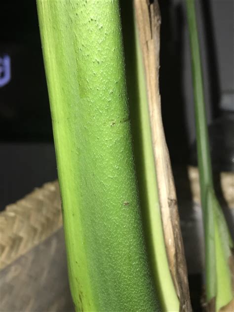 Are These Little Speckles On My Deliciosa Anything To Be Worried About