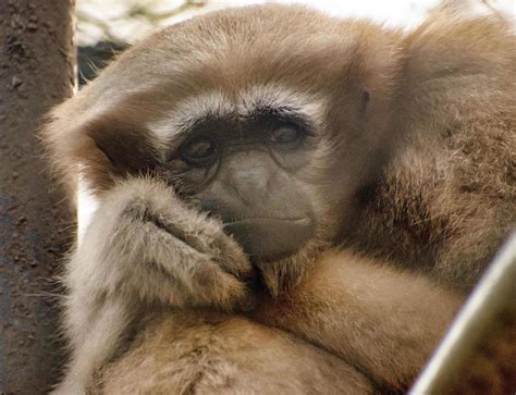 Emotion Of A Cute Monkey Sad Monkey 5967770 Stock Photo At Vecteezy