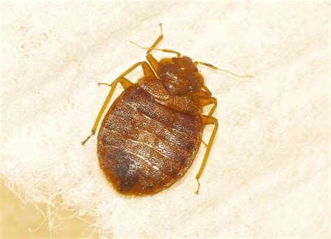Does Diatomaceous Earth Kill Bed Bugs Treatment Advice