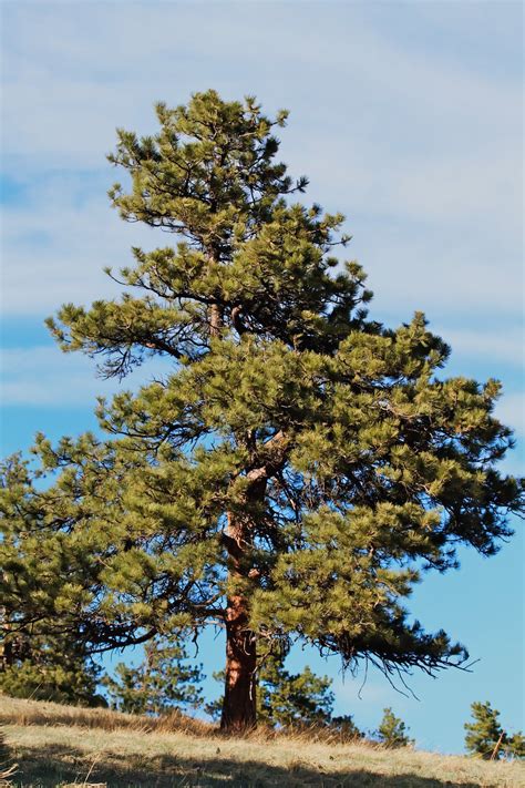 Betassos Ponderosas In 2023 Pine Seedlings Landscape Trees Trees