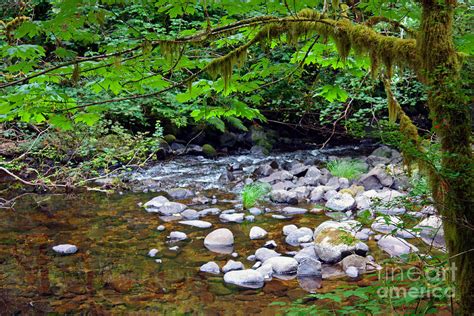 Peaceful Creek Photograph By Kami Mckeon Fine Art America