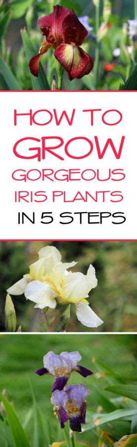 How To Grow Gorgeous Iris Plants In 5 Steps Iris Garden Growing