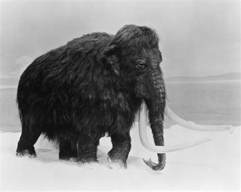 We Could Resurrect The Woolly Mammoth Heres How