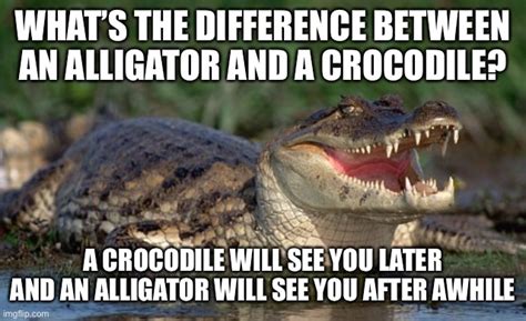 Alligator Vs Crocodile Imgflip