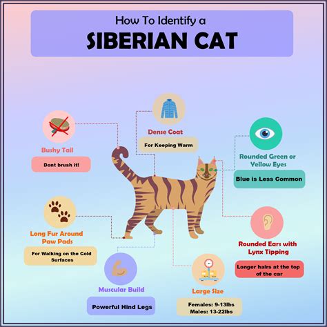 How To Identify A Siberian Cat Infographic Siberian Cat Cat