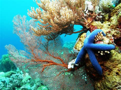 12 Kawasan Taman Laut Indah Yang Ada di Indonesia - seruni.id
