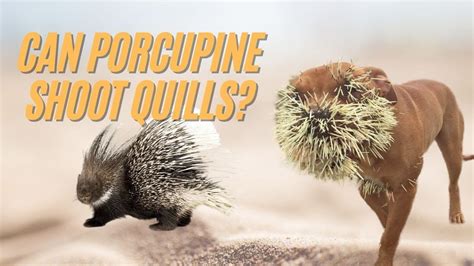 Can Porcupines Shoot Quills Out Of Their Back 🦔 How Far Can Porcupines Shoot Their Quills Youtube