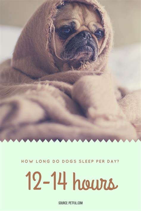 How Long Do Dogs Sleep Per Day Petful