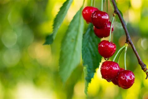 Has anyone ever seen this or know what is causing it? Cherry Tree Protection | Effective Bird Control For Cherries